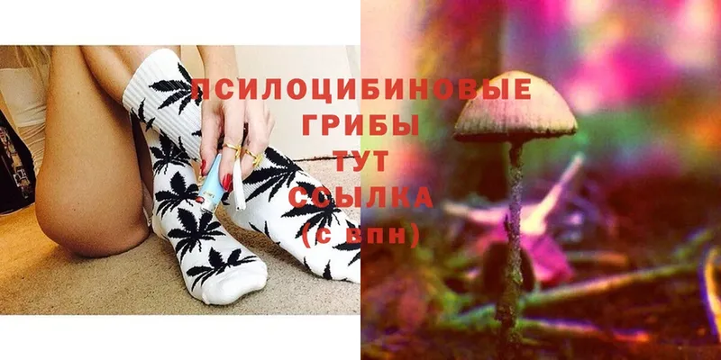 продажа наркотиков  Вятские Поляны  Псилоцибиновые грибы Cubensis 